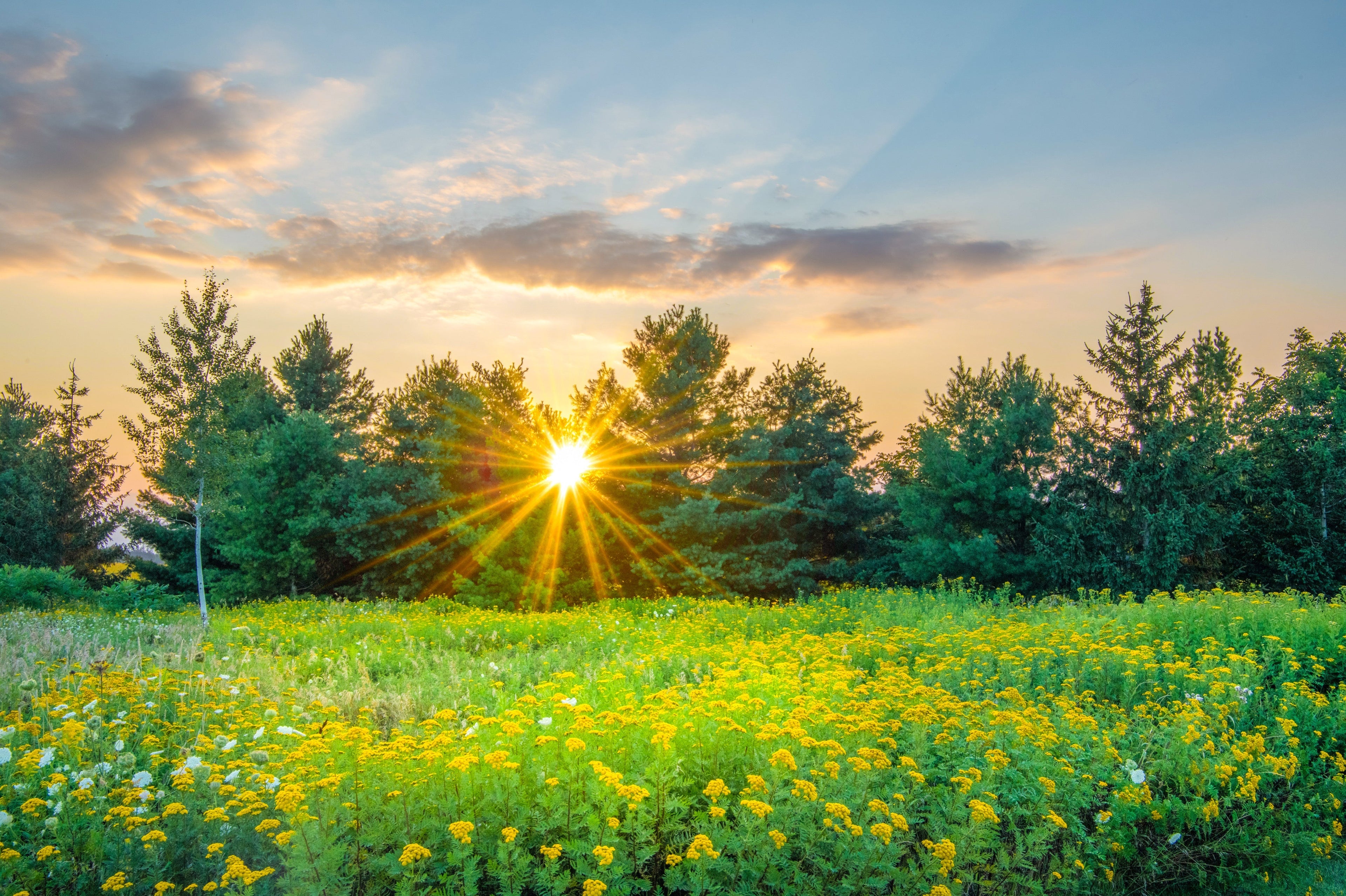 Field Sunset