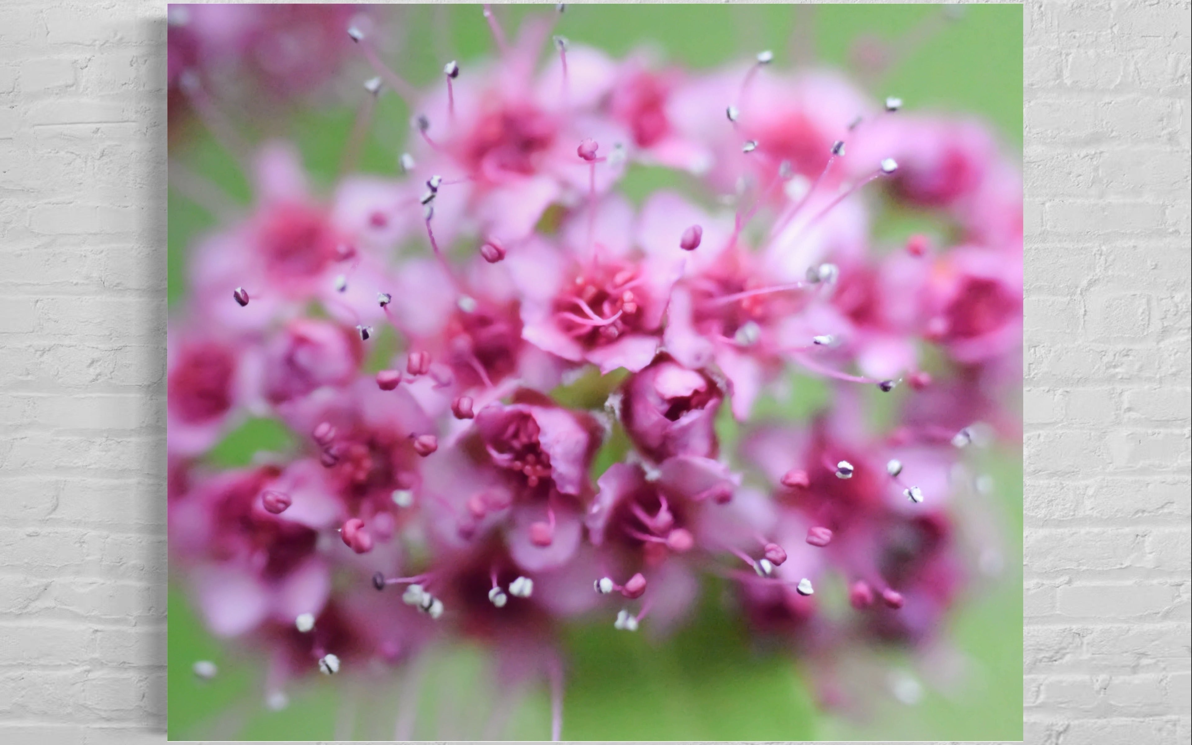 Pink flowers