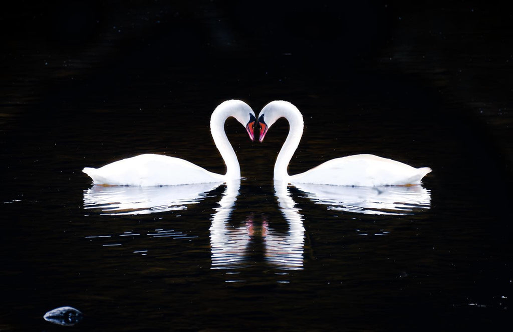 Elora Swans
