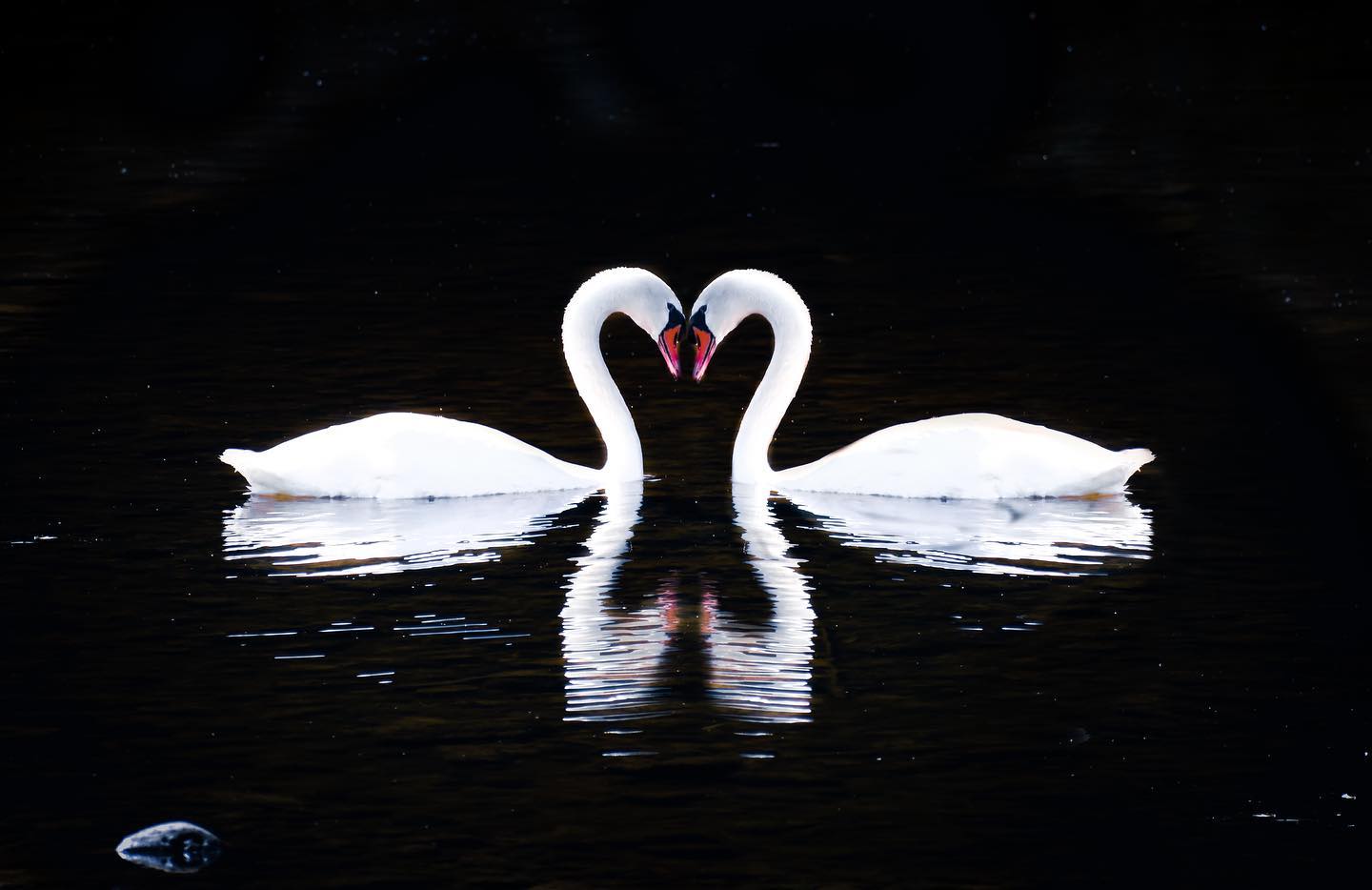 Elora Swans