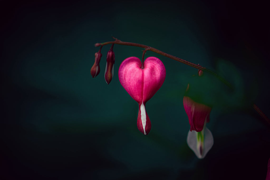 Bleeding Heart