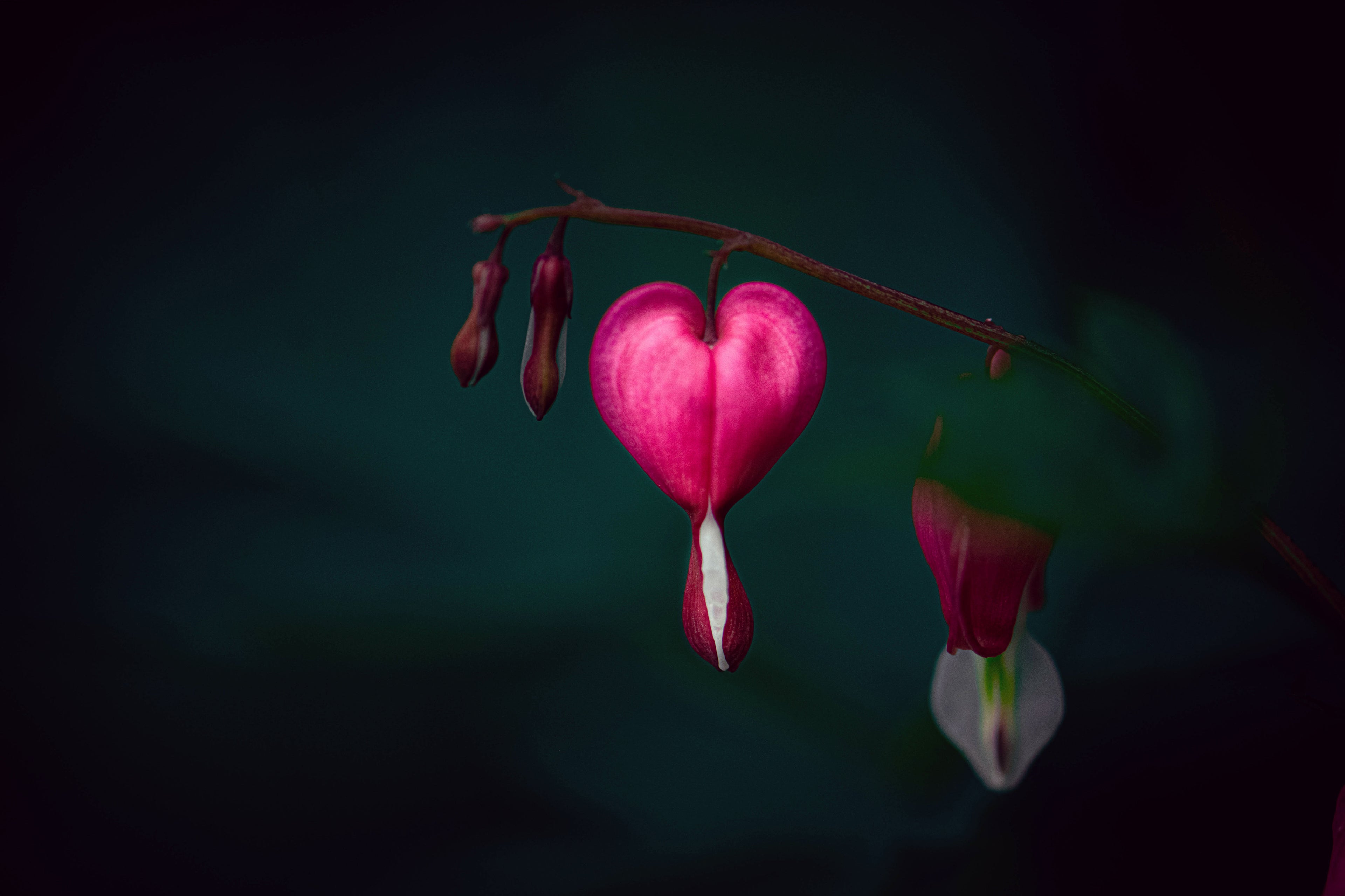 Bleeding Heart