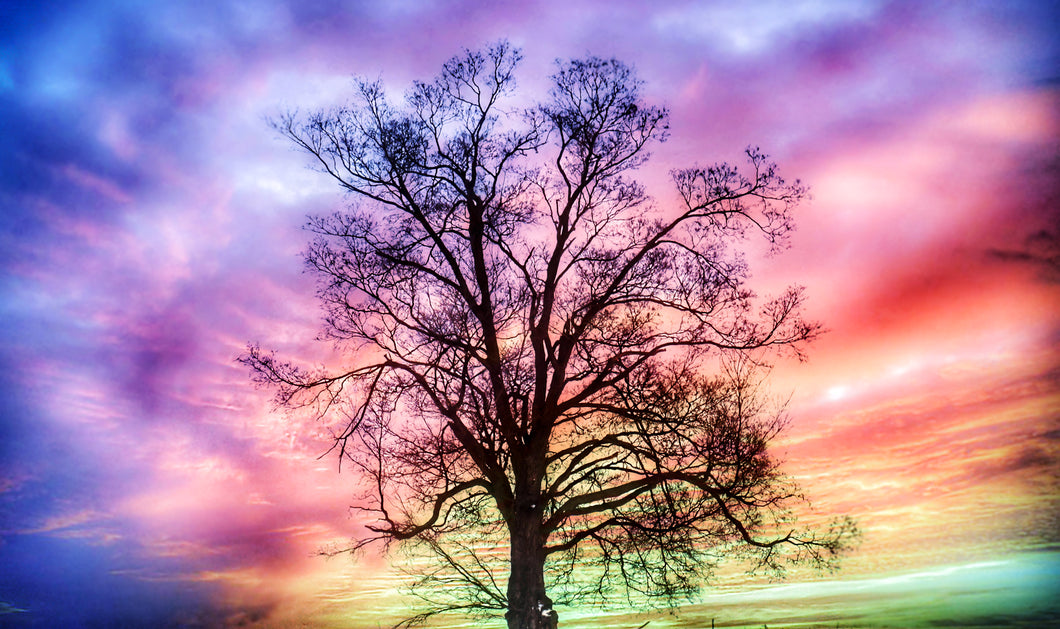 Cotton Candy Sky - Tree Silhouette