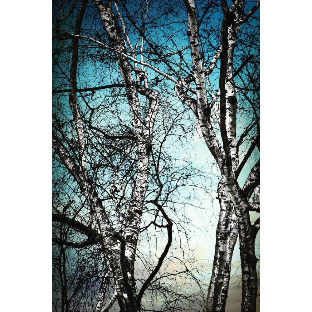 Birch Tree