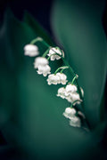 Lily of the Valley