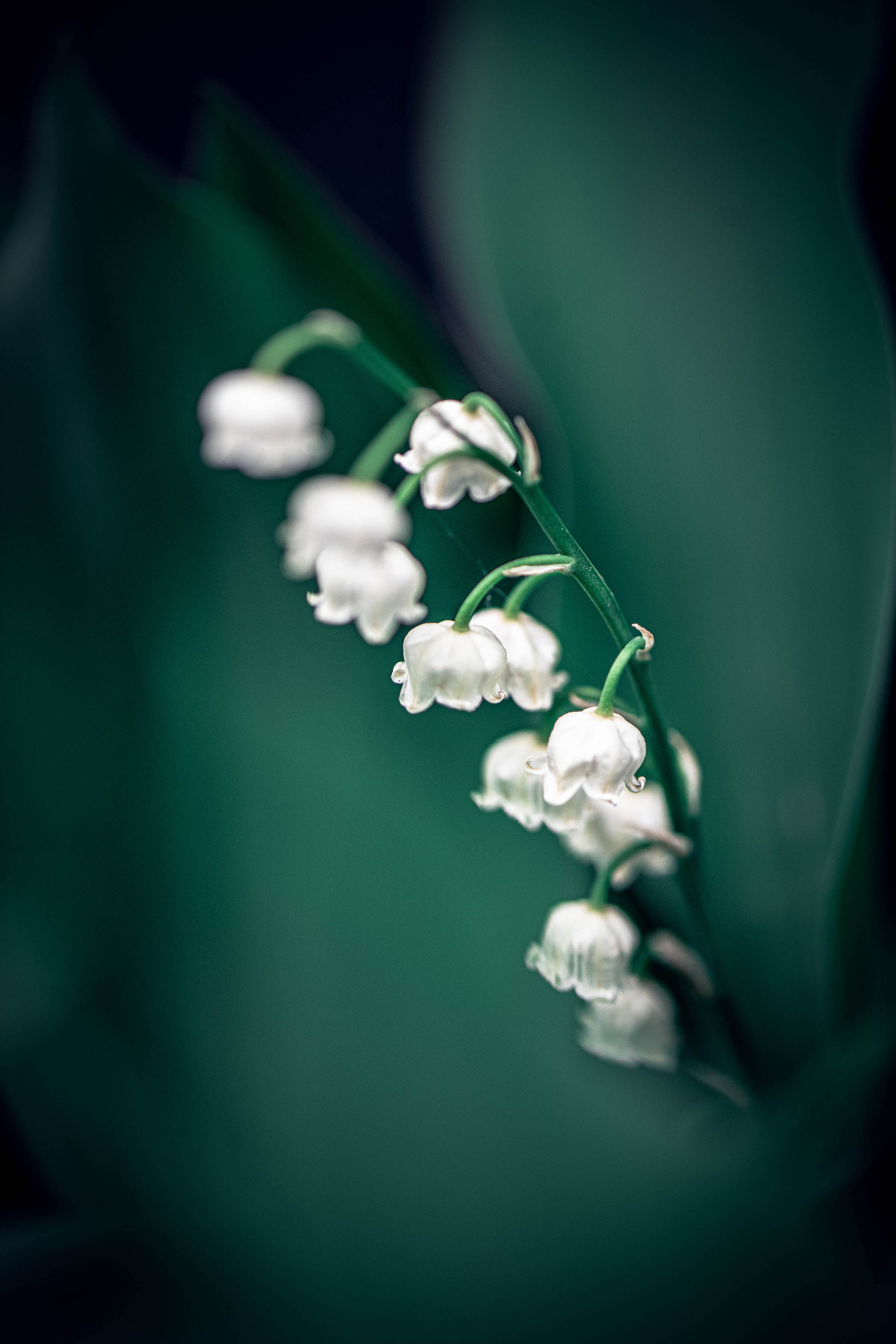 Lily of the Valley