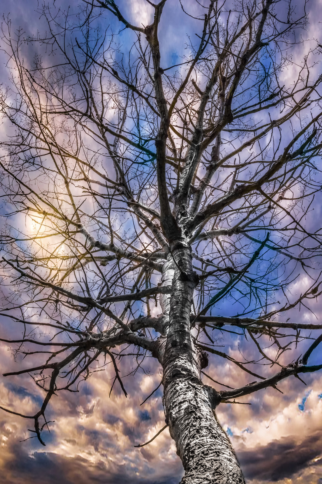 Birch Tree Silhouette