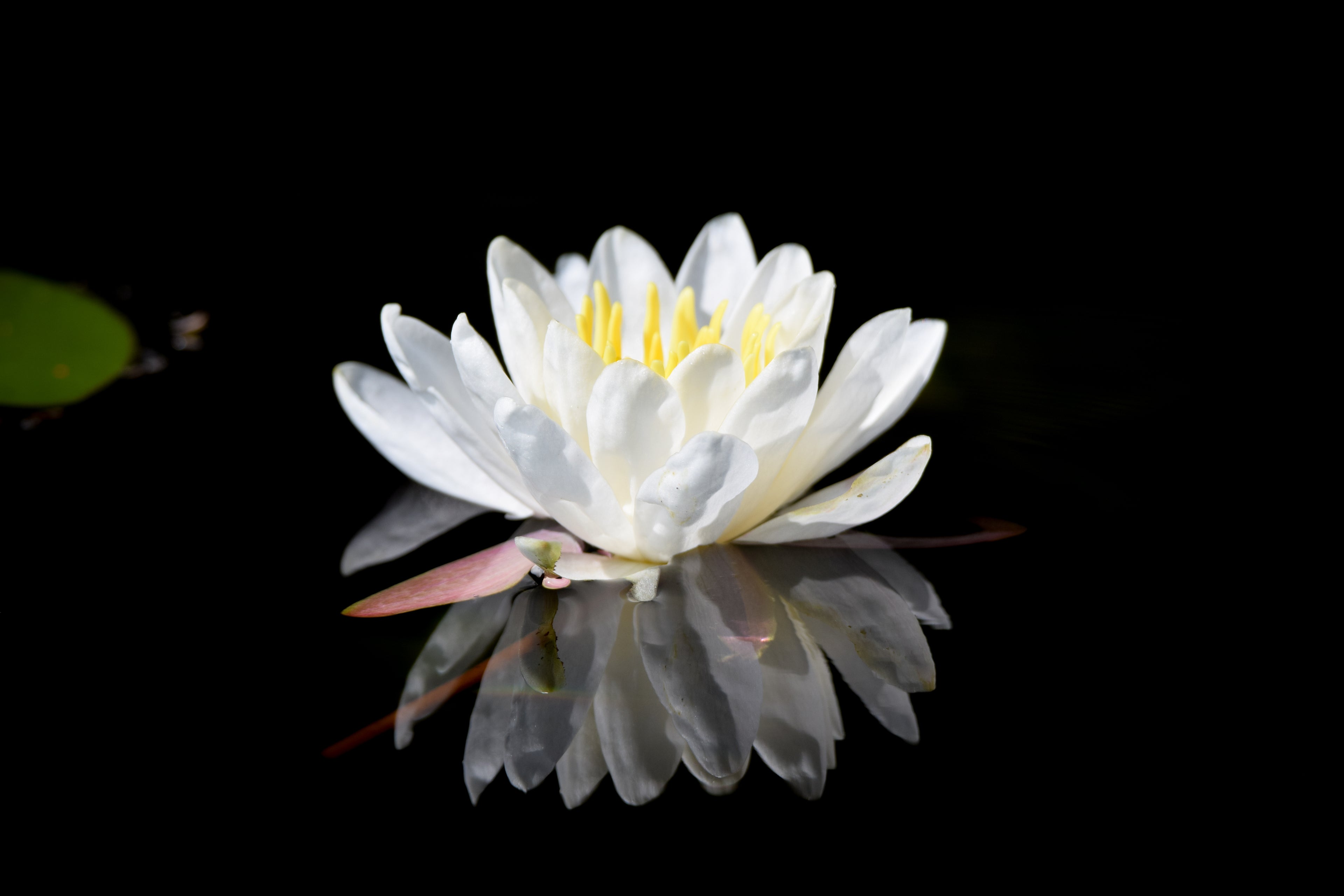 Water Lily