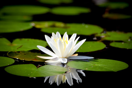 Water Lily