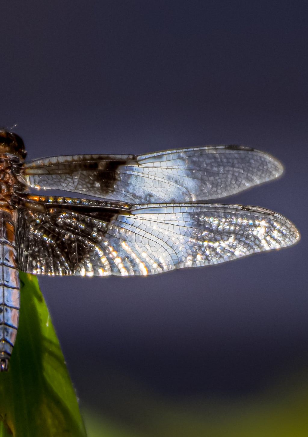 Dragon Fly Wings