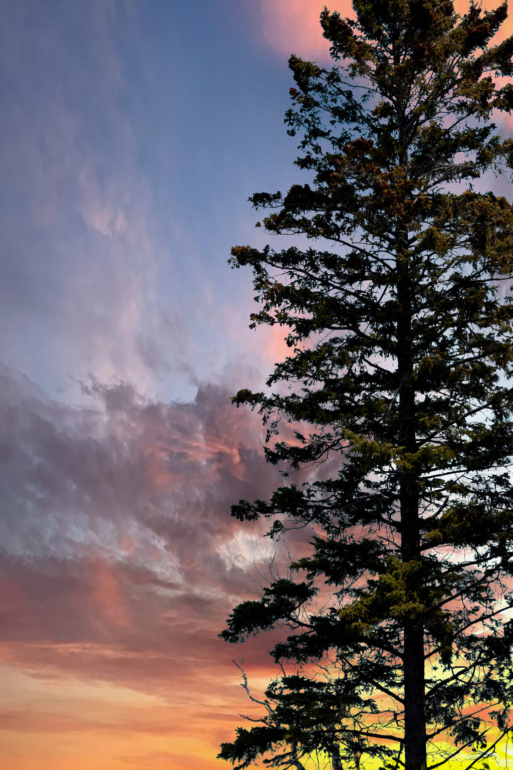 Jackpine Tree Silhouette