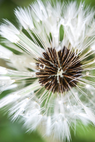 Wishing Flower