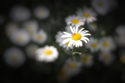 White Daisies