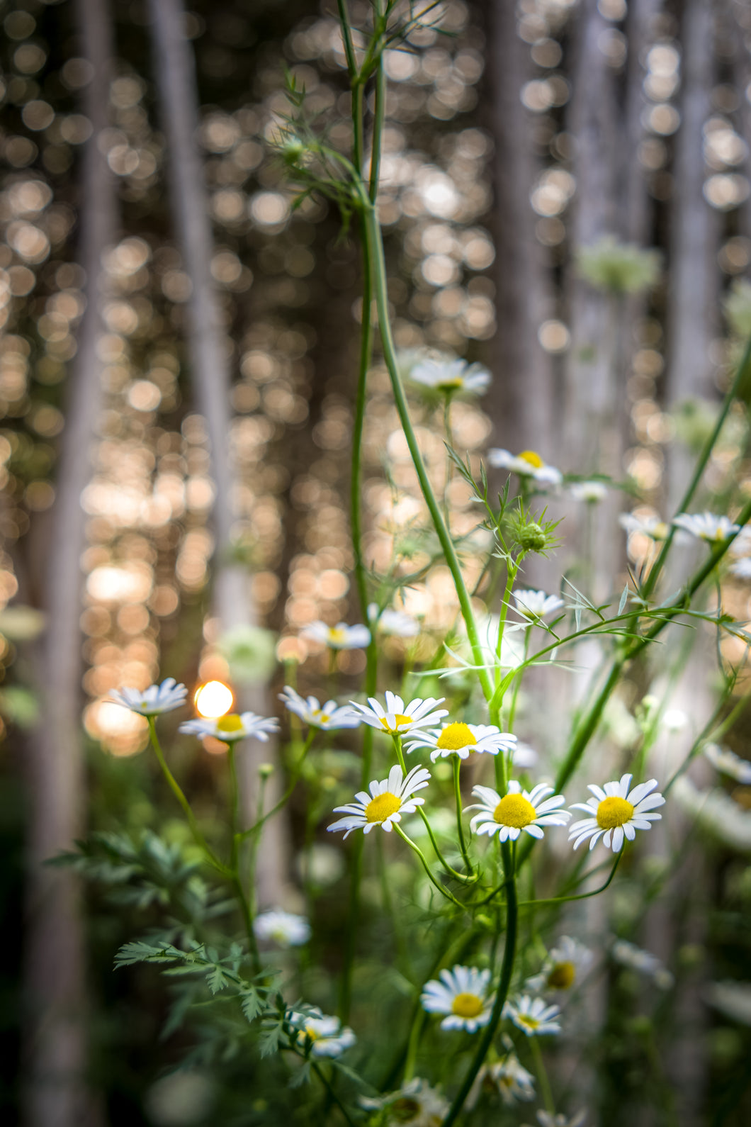 Wild flowers with bokeh background