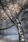 Paper Birch
