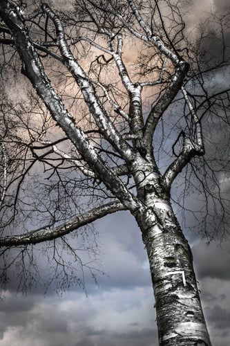 Paper Birch