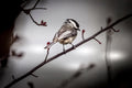 Chicadee