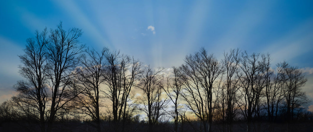 Panoramic Tree Silhouette