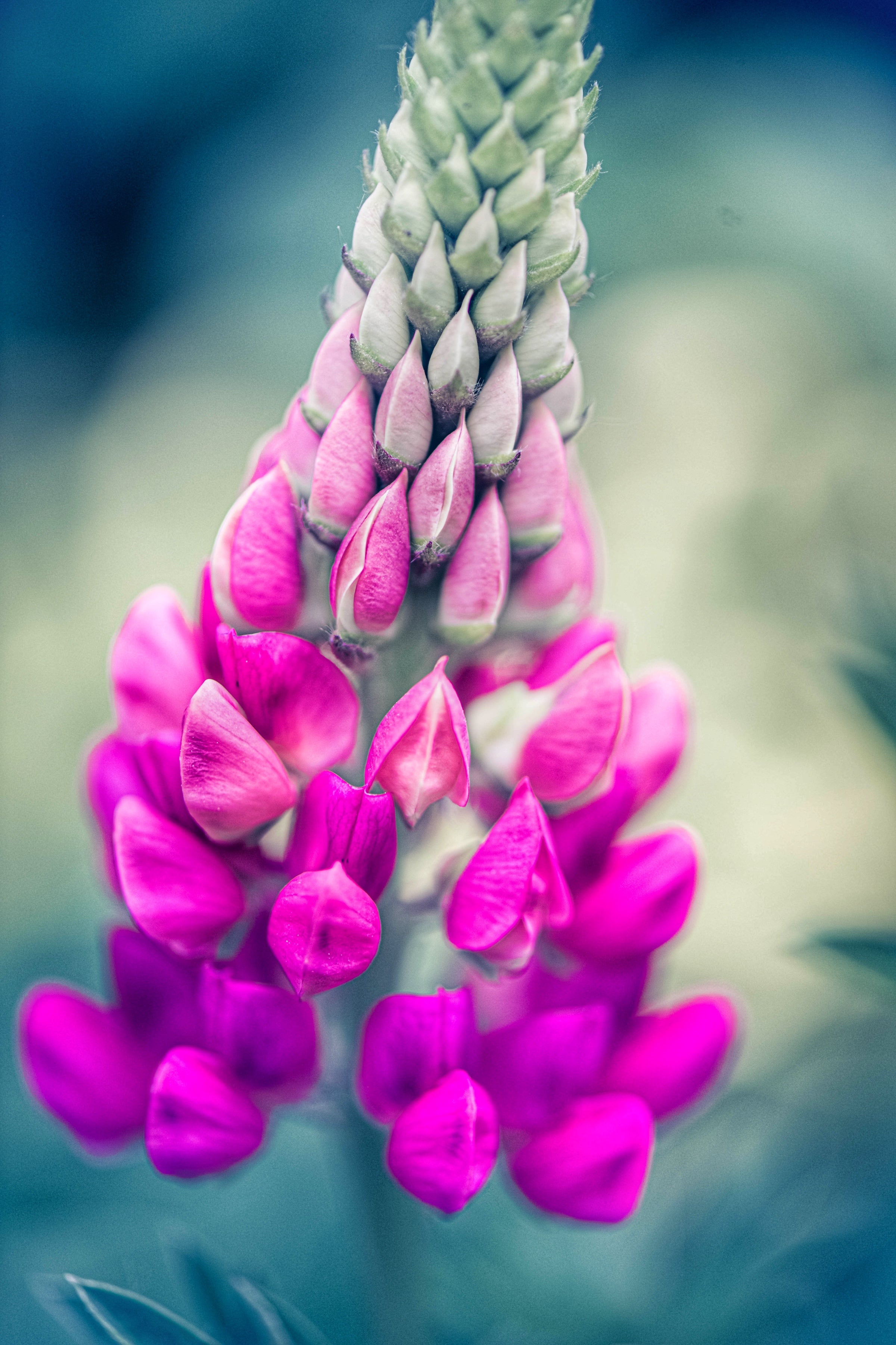 Lupine