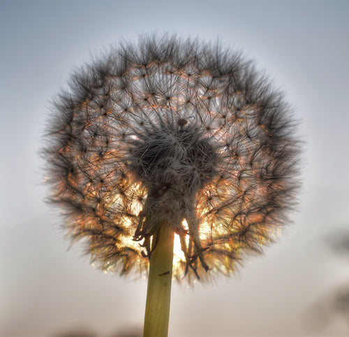 Make a Wish