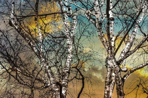 Birch Tree