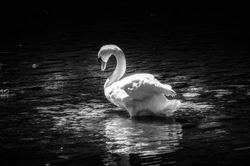Elora swan