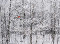 Snow Cardinal