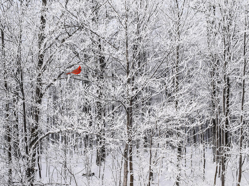 Snow Cardinal