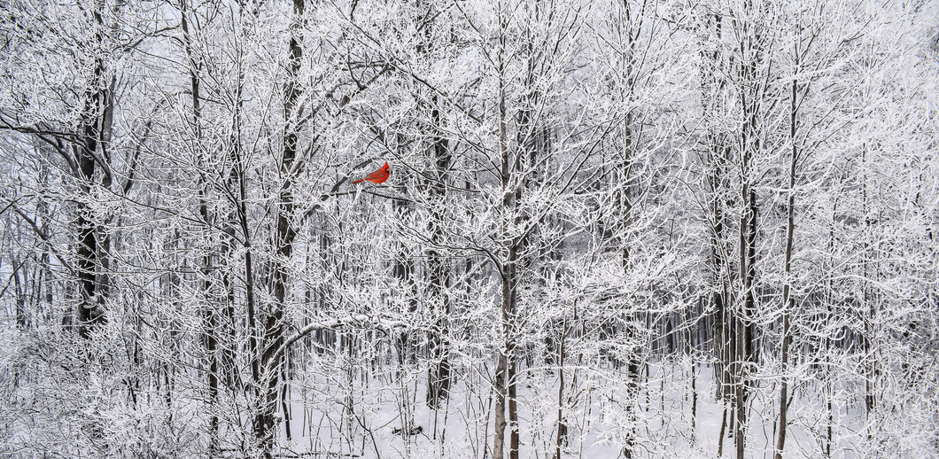 Snow cardinal panoramic