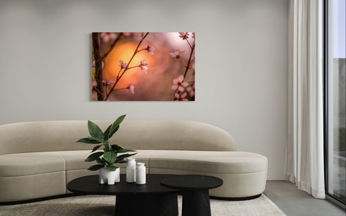 Cherry blossom