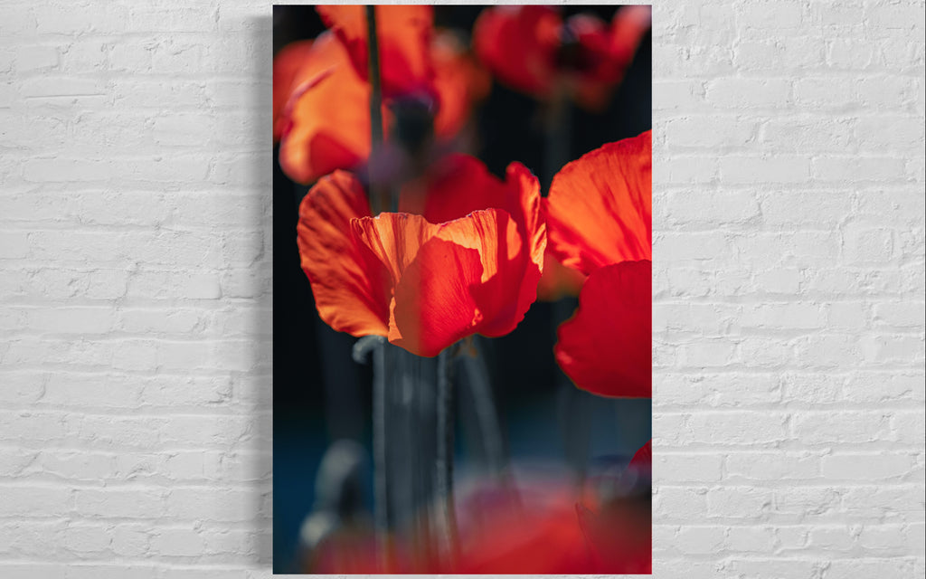 Poppies