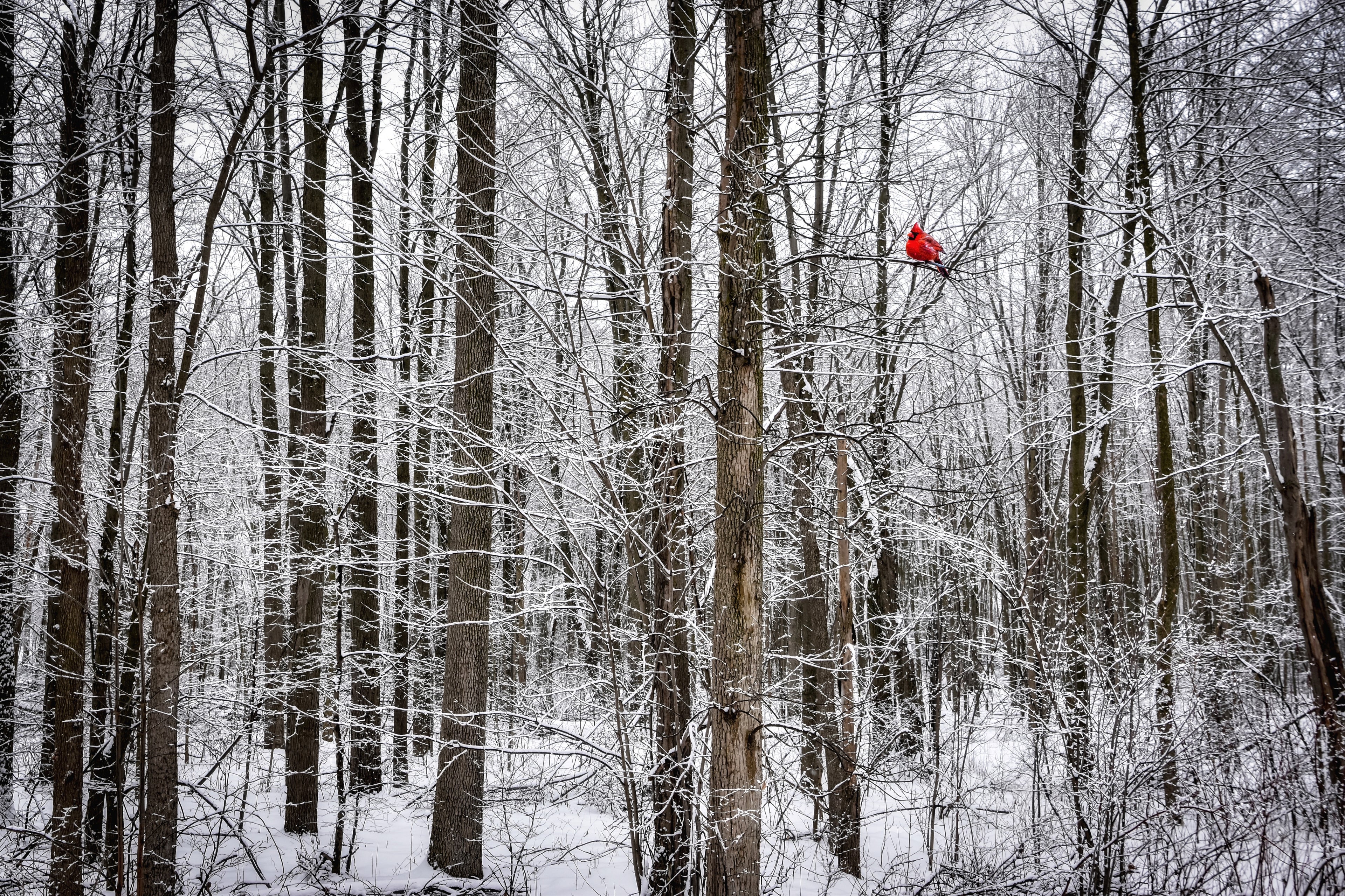 A photograph featuring a red bird perched on a tree branch with a blurred winter landscape in the background.