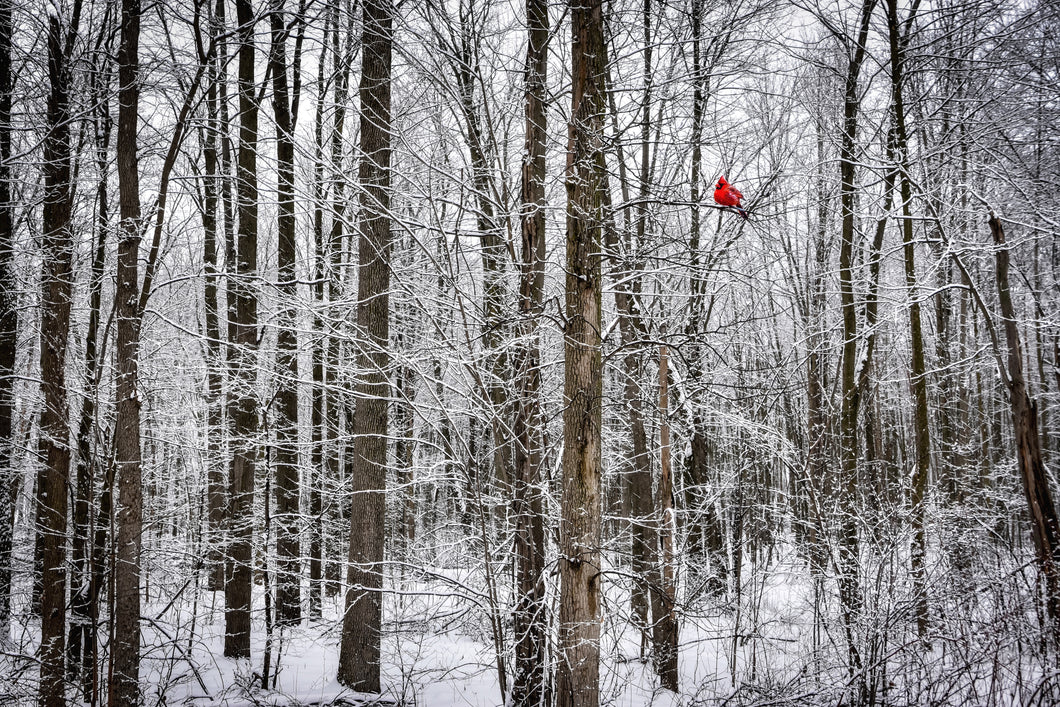 Cardinal in winter trees