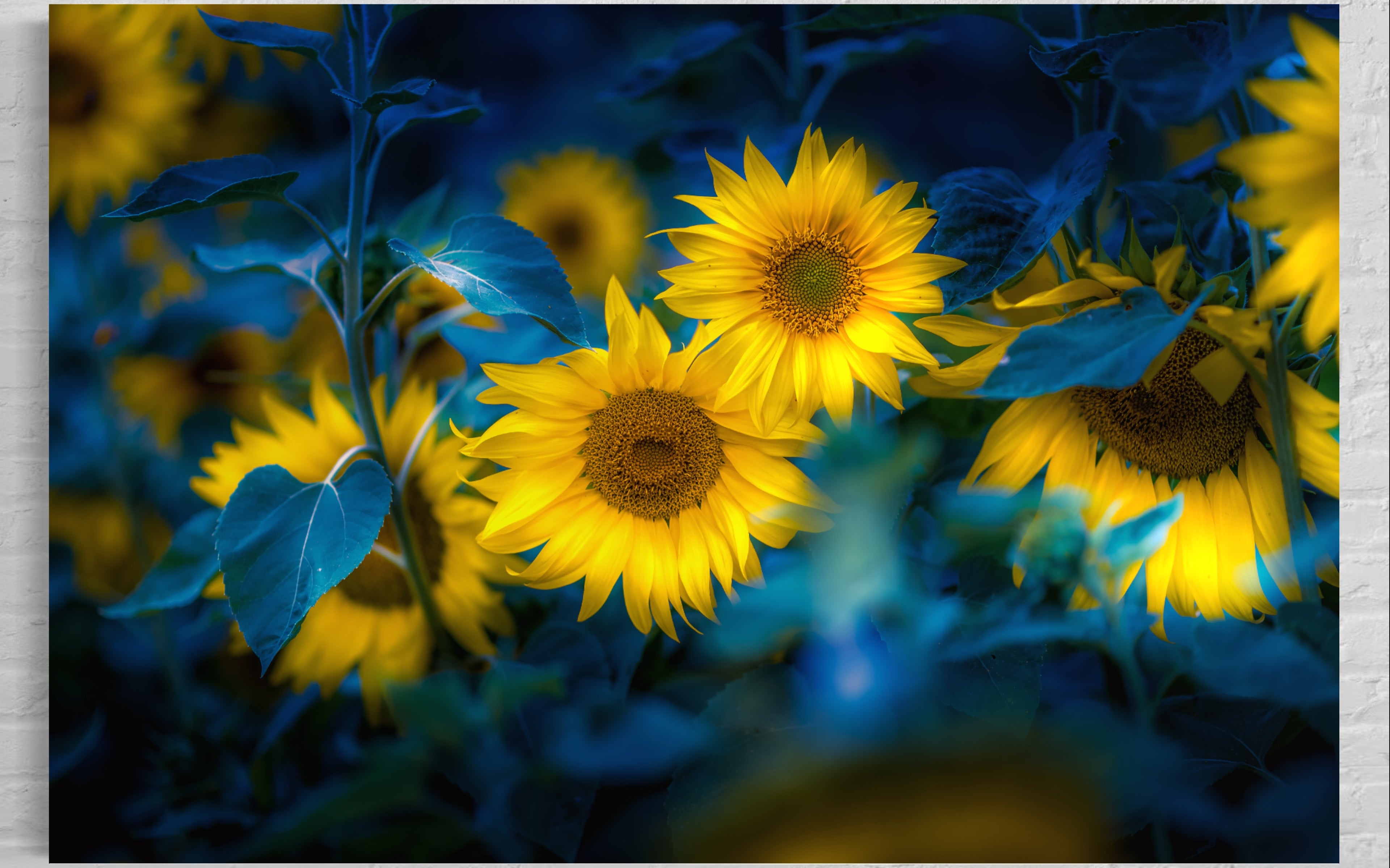 Sunflowers